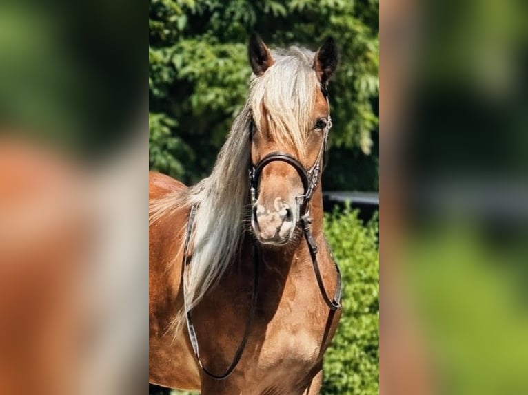 More ponies/small horses Mare 4 years 14.1 hh Buckskin in Békéscsaba
