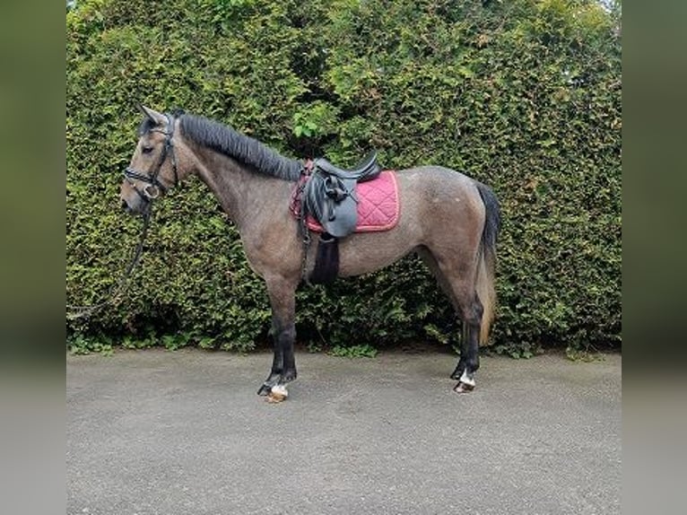 More ponies/small horses Mare 4 years 14.2 hh Brown Falb mold in Bielefeld