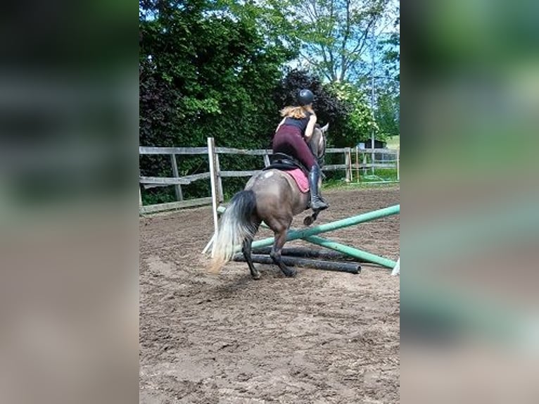 More ponies/small horses Mare 4 years 14.2 hh Brown Falb mold in Bielefeld