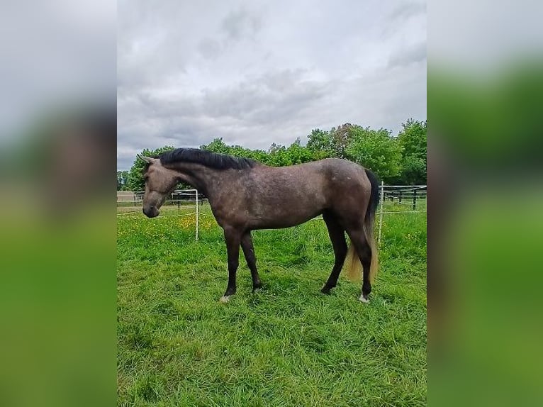 More ponies/small horses Mare 4 years 14.2 hh Brown Falb mold in Bielefeld