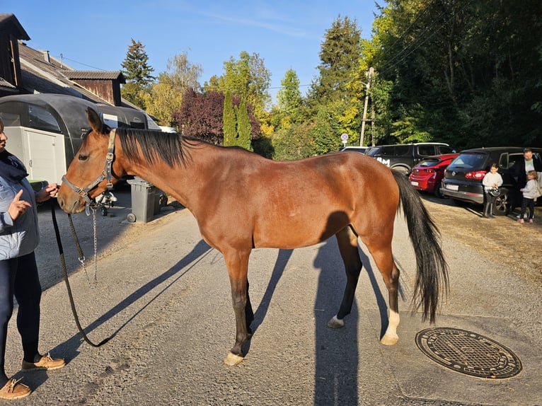 More ponies/small horses Mare 4 years 14.2 hh Brown in Breitenfurt bei Wien