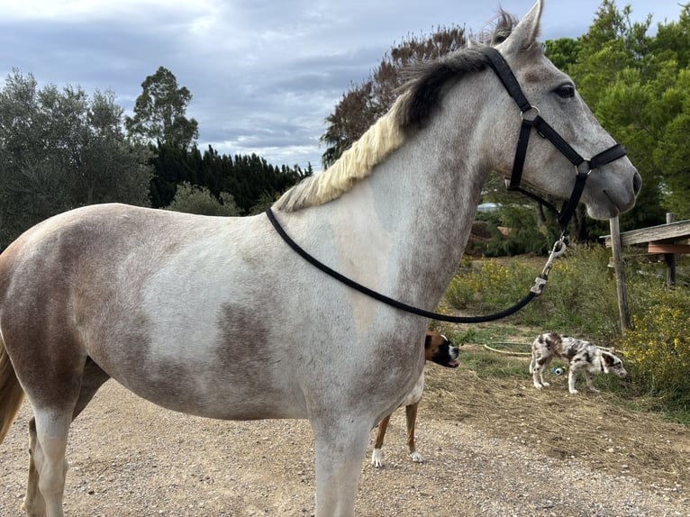 More ponies/small horses Mix Mare 4 years 14.2 hh Can be white in Saint-Laurent-de-la-Salanque