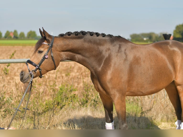More ponies/small horses Mare 4 years 14,3 hh Brown Falb mold in Geilenkirchen