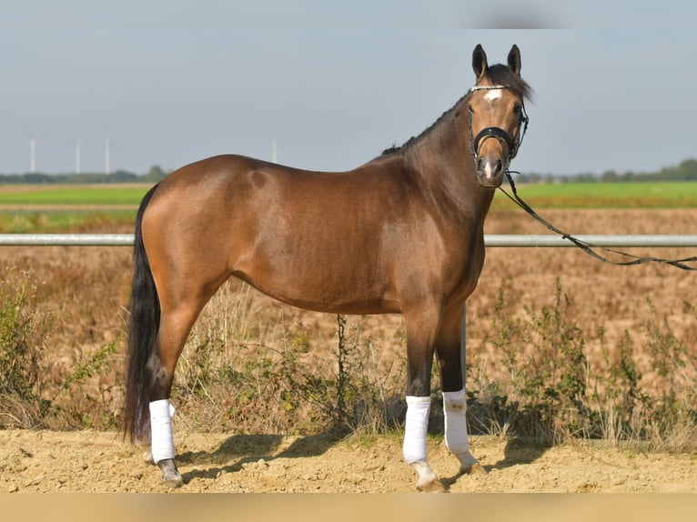 More ponies/small horses Mare 4 years 14,3 hh Brown Falb mold in Geilenkirchen