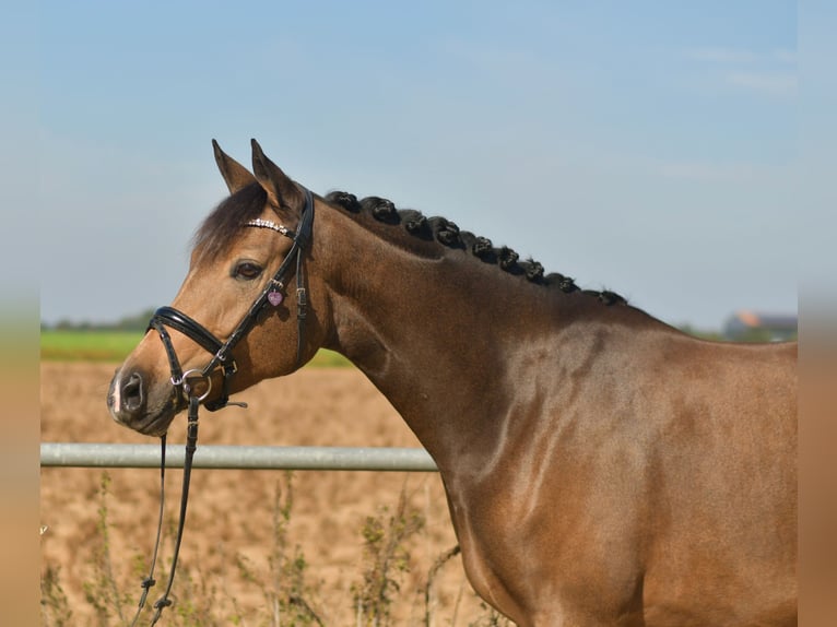More ponies/small horses Mare 4 years 14,3 hh Brown Falb mold in Geilenkirchen