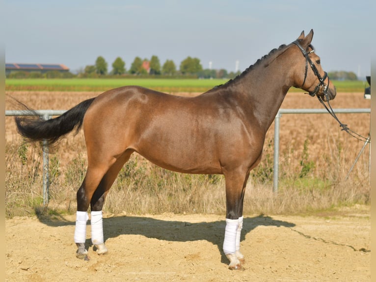 More ponies/small horses Mare 4 years 14,3 hh Brown Falb mold in Geilenkirchen