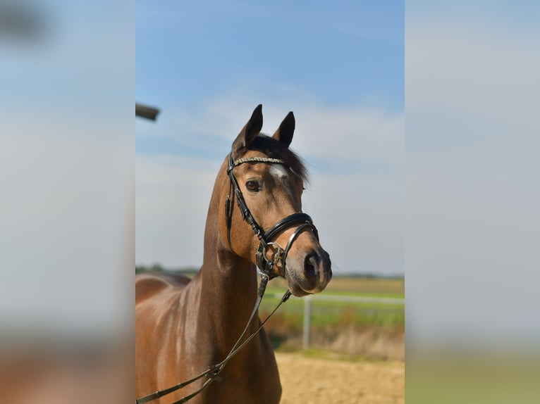 More ponies/small horses Mare 4 years 14,3 hh Brown Falb mold in Geilenkirchen