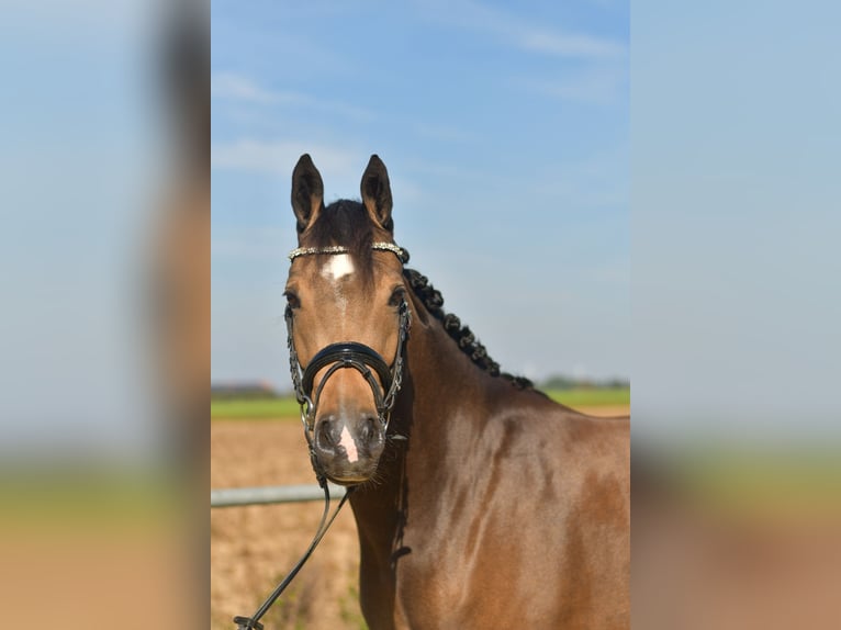 More ponies/small horses Mare 4 years 14,3 hh Brown Falb mold in Geilenkirchen