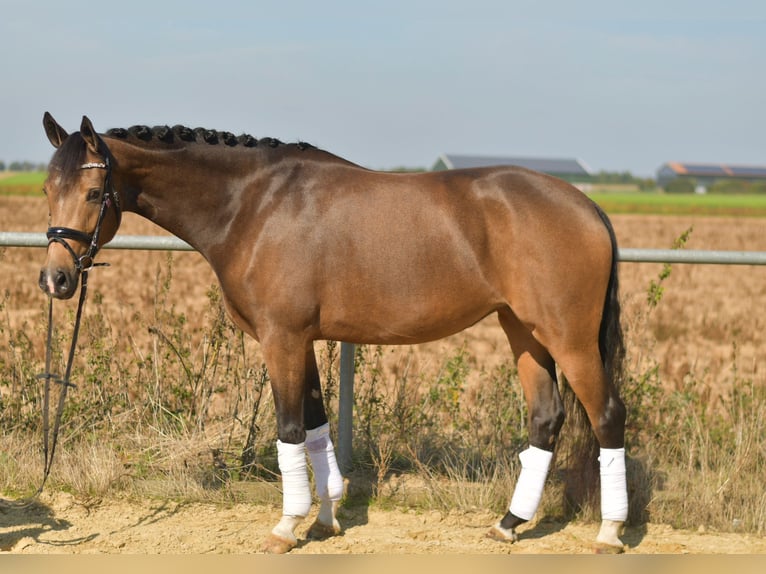 More ponies/small horses Mare 4 years 14,3 hh Brown Falb mold in Geilenkirchen