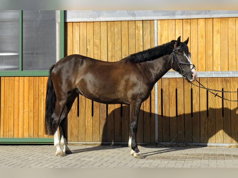 More ponies/small horses Mare 4 years 14 hh Chestnut in Wallern im Burgenland