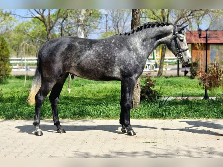 More ponies/small horses Mare 4 years 14 hh Grey in Rechnitz
