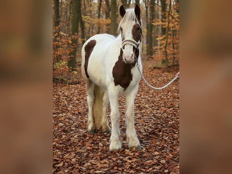 More ponies/small horses Mare 4 years 14 hh Pinto in Békéscsaba