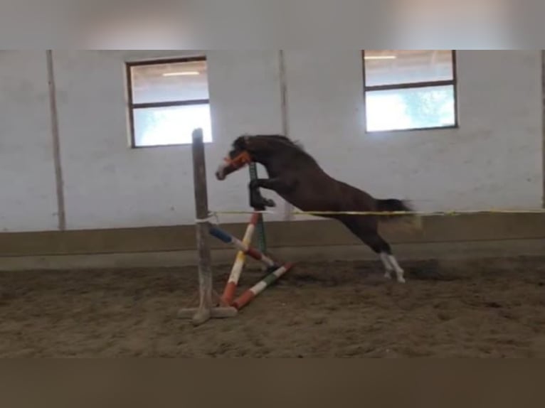 More ponies/small horses Mare 4 years 14,1 hh Brown in Csabaszabadi