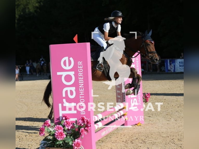More ponies/small horses Mare 4 years 14,2 hh Brown in Uttendorf