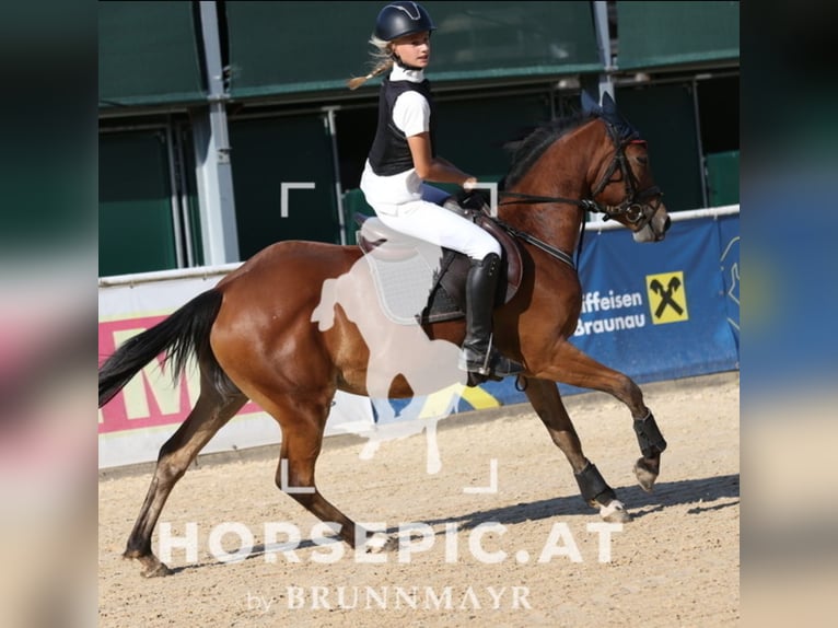 More ponies/small horses Mare 4 years 14,2 hh Brown in Uttendorf