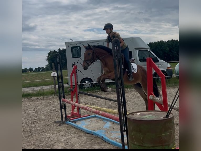 More ponies/small horses Mare 4 years 14,2 hh Brown in Uttendorf