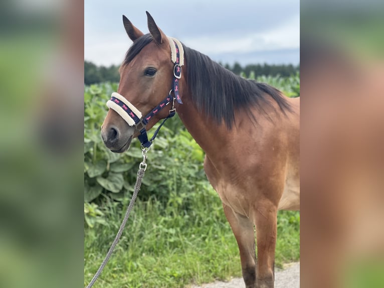 More ponies/small horses Mare 4 years 14,2 hh Brown in Uttendorf