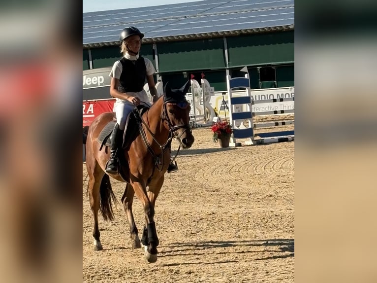 More ponies/small horses Mare 4 years 14,2 hh Brown in Uttendorf
