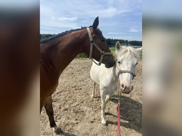 More ponies/small horses Mare 4 years 14,2 hh Brown in Uttendorf
