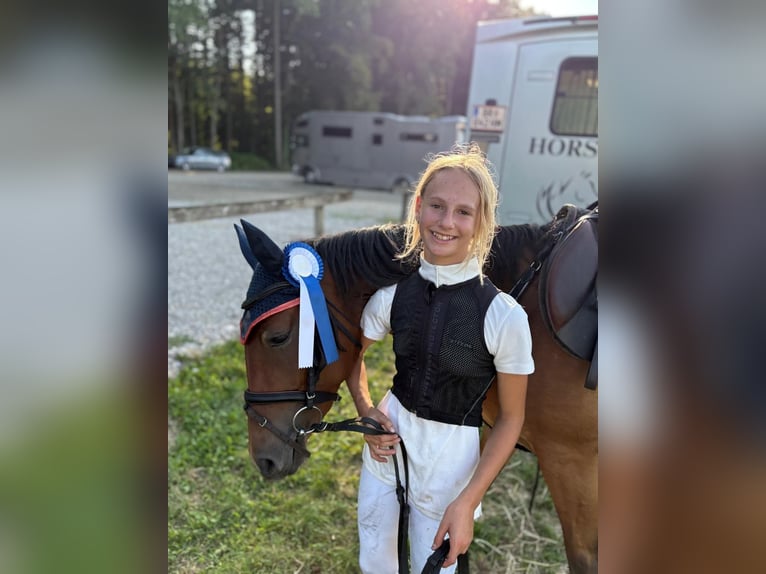 More ponies/small horses Mare 4 years 14,2 hh Brown in Uttendorf