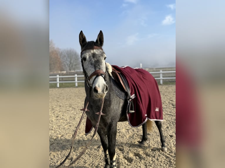 More ponies/small horses Mare 4 years 14,2 hh Grey in Blumau