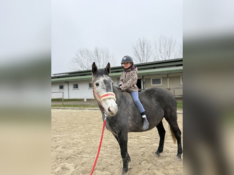 More ponies/small horses Mare 4 years 14,2 hh Grey in Blumau