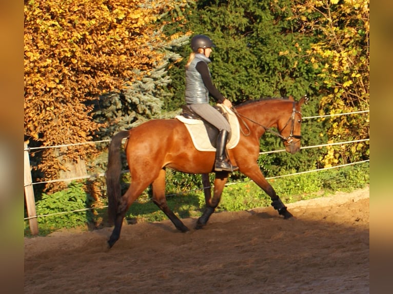 More ponies/small horses Mare 4 years 14,3 hh Brown in Velpke