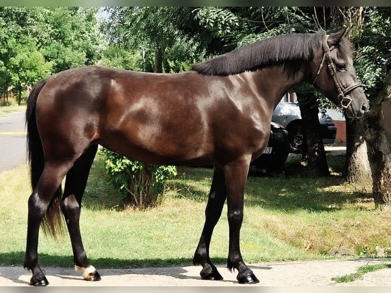 More ponies/small horses Mix Mare 4 years 14,3 hh Smoky-Black in B&#xE9;k&#xE9;scsaba