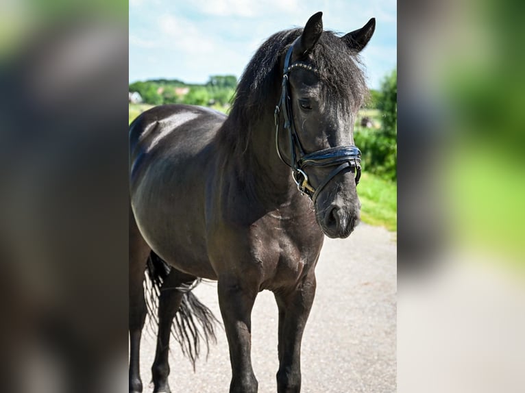 More ponies/small horses Mare 4 years 15.1 hh Black in Bergen (NH)