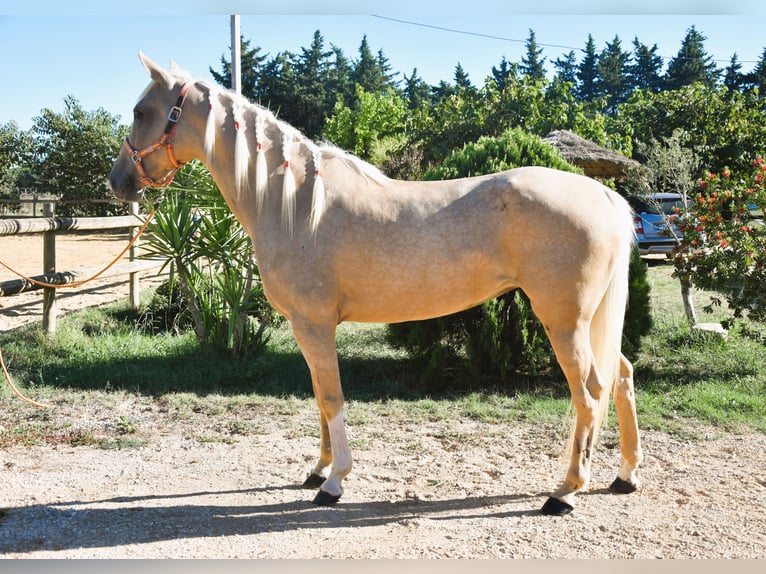 More ponies/small horses Mare 4 years 15.1 hh Palomino in Aimargues