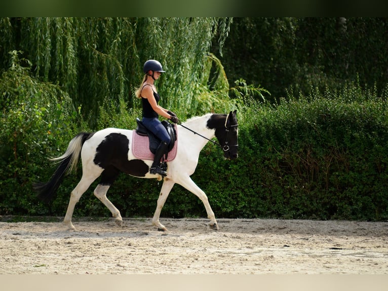 More ponies/small horses Mare 4 years 15 hh Pinto in Poznań