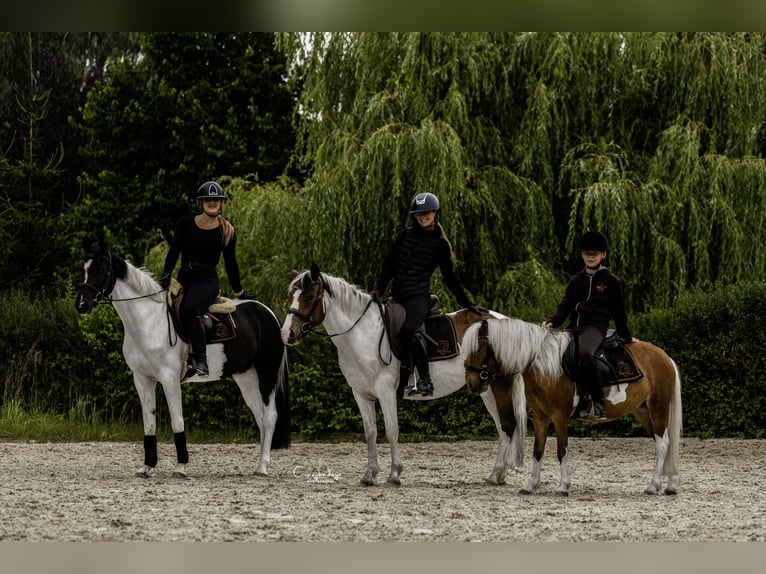 More ponies/small horses Mare 4 years 15 hh Pinto in Poznań
