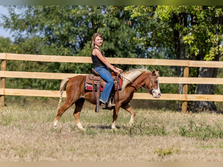 More ponies/small horses Mare 4 years 9,2 hh Sorrel in Ewing