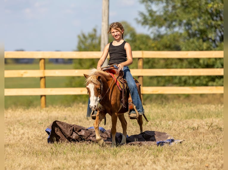 More ponies/small horses Mare 4 years 9,2 hh Sorrel in Ewing