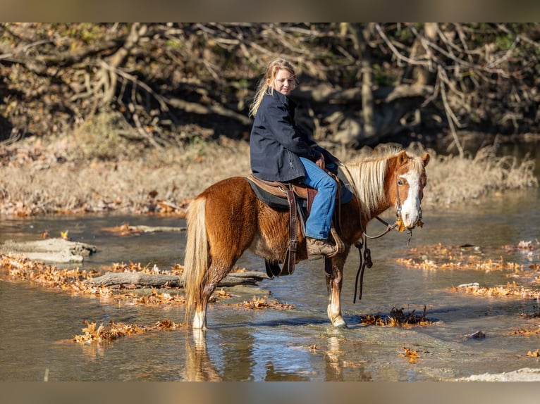 More ponies/small horses Mare 4 years 9,2 hh Sorrel in Ewing