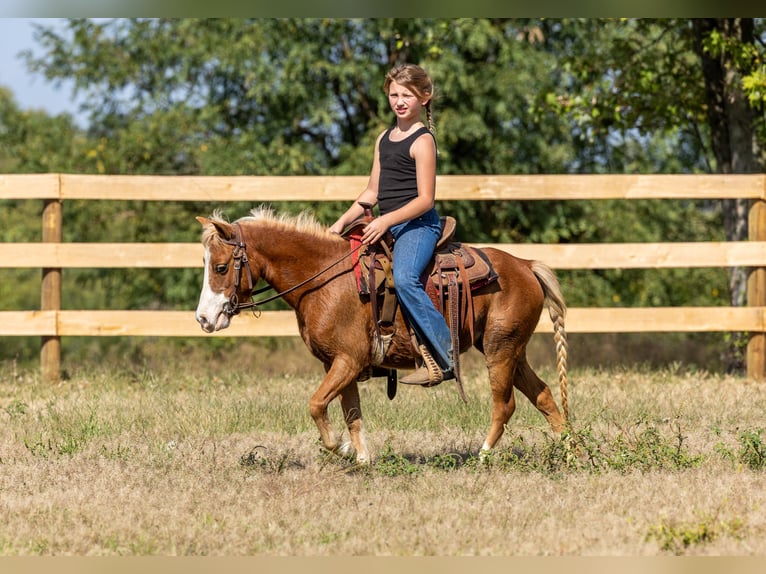 More ponies/small horses Mare 4 years 9,2 hh Sorrel in Ewing