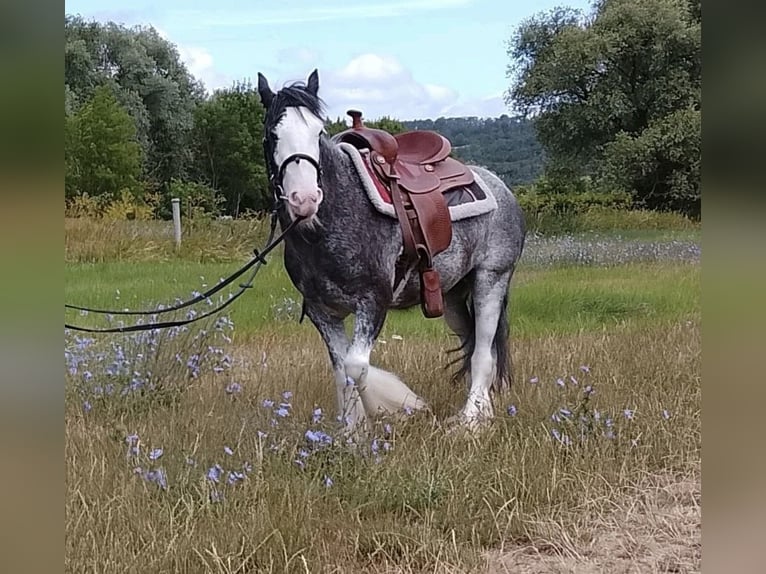 More ponies/small horses Mare 4 years Roan-Blue in Wickede