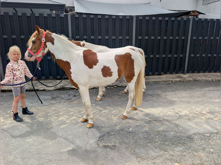 More ponies/small horses Mare 5 years 11.2 hh Pinto in Morsbach