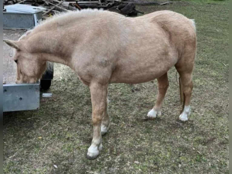 More ponies/small horses Mare 5 years 11,2 hh Palomino in Rechnitz
