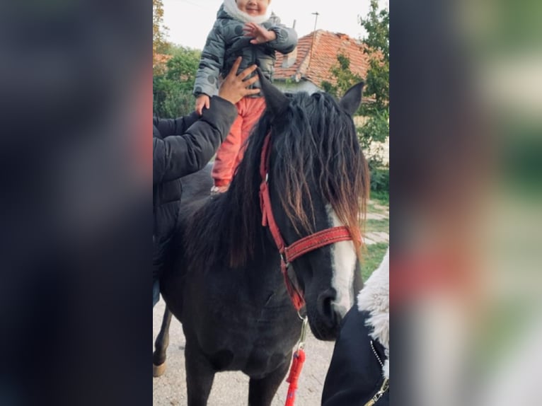 More ponies/small horses Mare 5 years 12,1 hh Black in Rechnitz