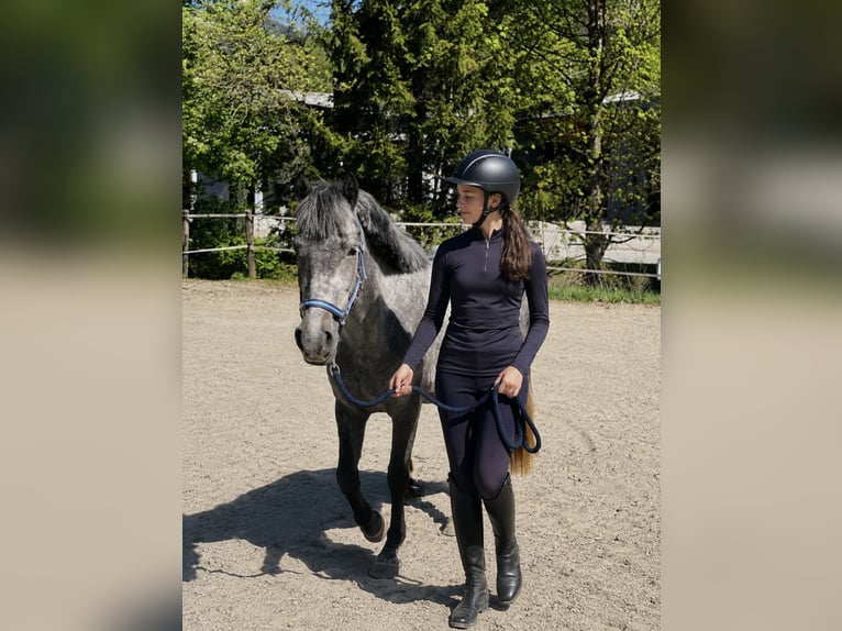 More ponies/small horses Mare 5 years 13.2 hh Grey in Eben im PongaU