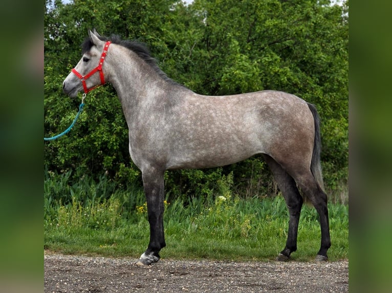 More ponies/small horses Mare 5 years 13,1 hh Grey in B&#xE9;k&#xE9;scsaba