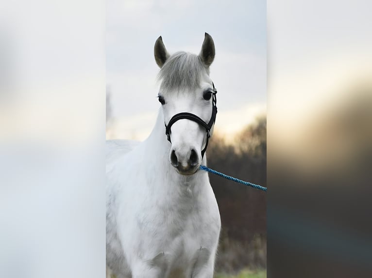 More ponies/small horses Mare 5 years 13,1 hh Grey in Békésszentandrás