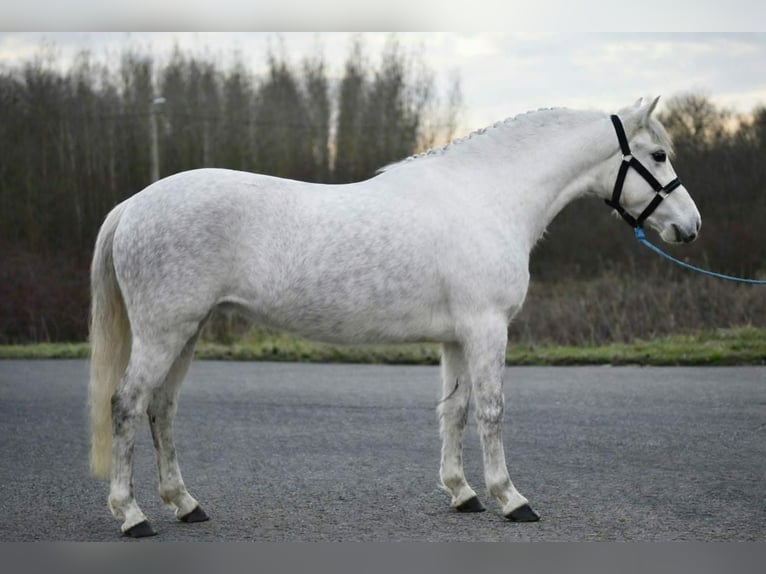 More ponies/small horses Mare 5 years 13,1 hh Grey in Békésszentandrás