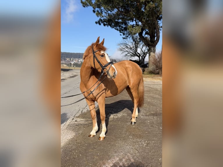 More ponies/small horses Mare 5 years 13,2 hh Chestnut-Red in Pelmberg