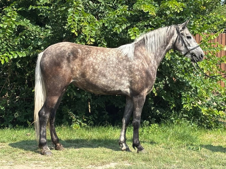 More ponies/small horses Mare 5 years 13,2 hh Gray in B&#xE9;k&#xE9;s