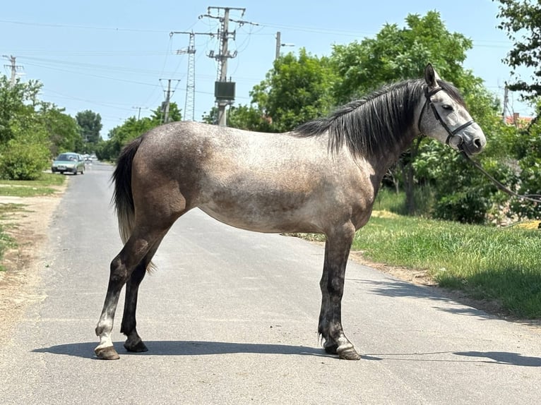 More ponies/small horses Mare 5 years 13,3 hh Gray in B&#xE9;k&#xE9;s