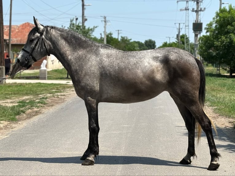More ponies/small horses Mare 5 years 13,3 hh Gray in B&#xE9;k&#xE9;s