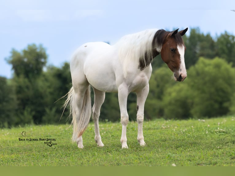 More ponies/small horses Mare 5 years 13,3 hh Pinto in Bogard