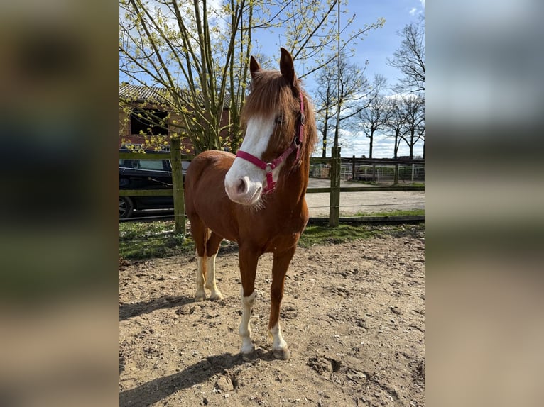 More ponies/small horses Mare 5 years 14.1 hh Chestnut-Red in Salzbergen